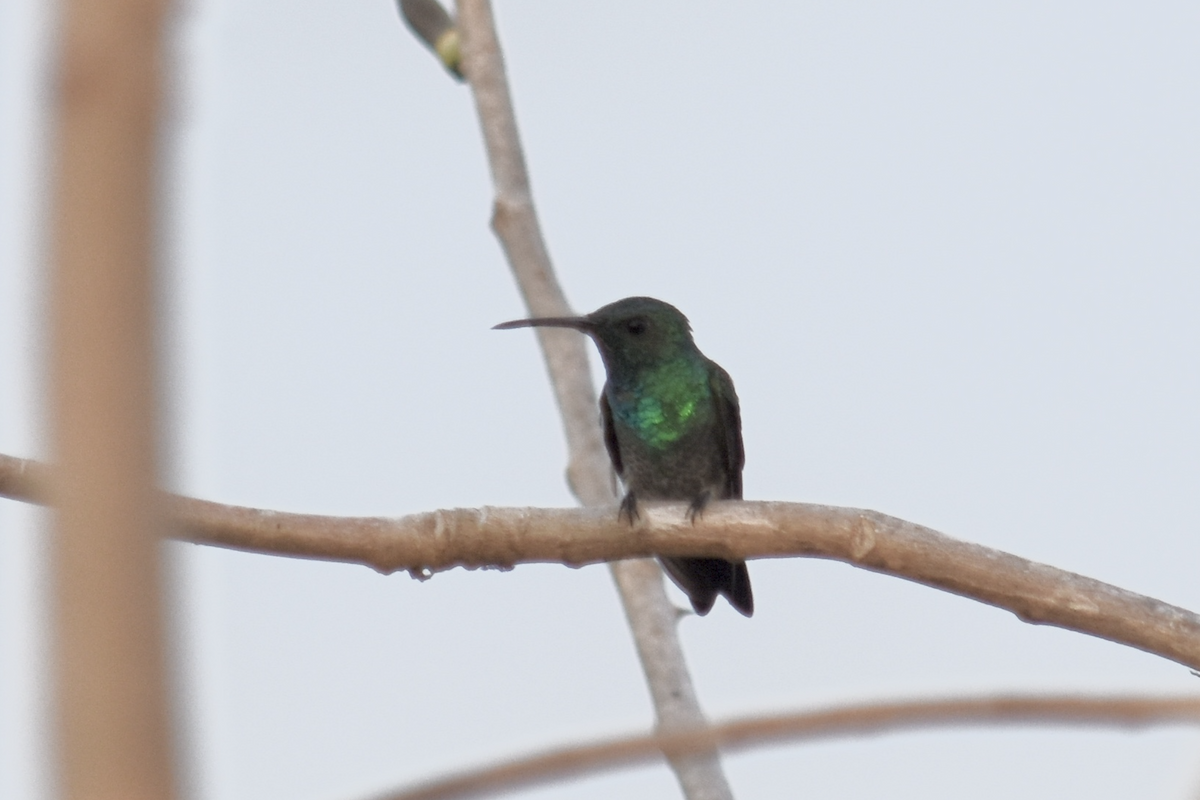 Shining-green Hummingbird - Adolfo Castro