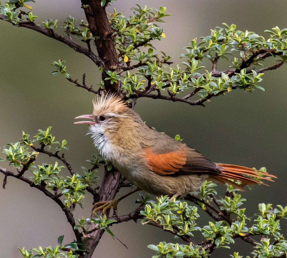 Creamy-crested Spinetail - ML321973281