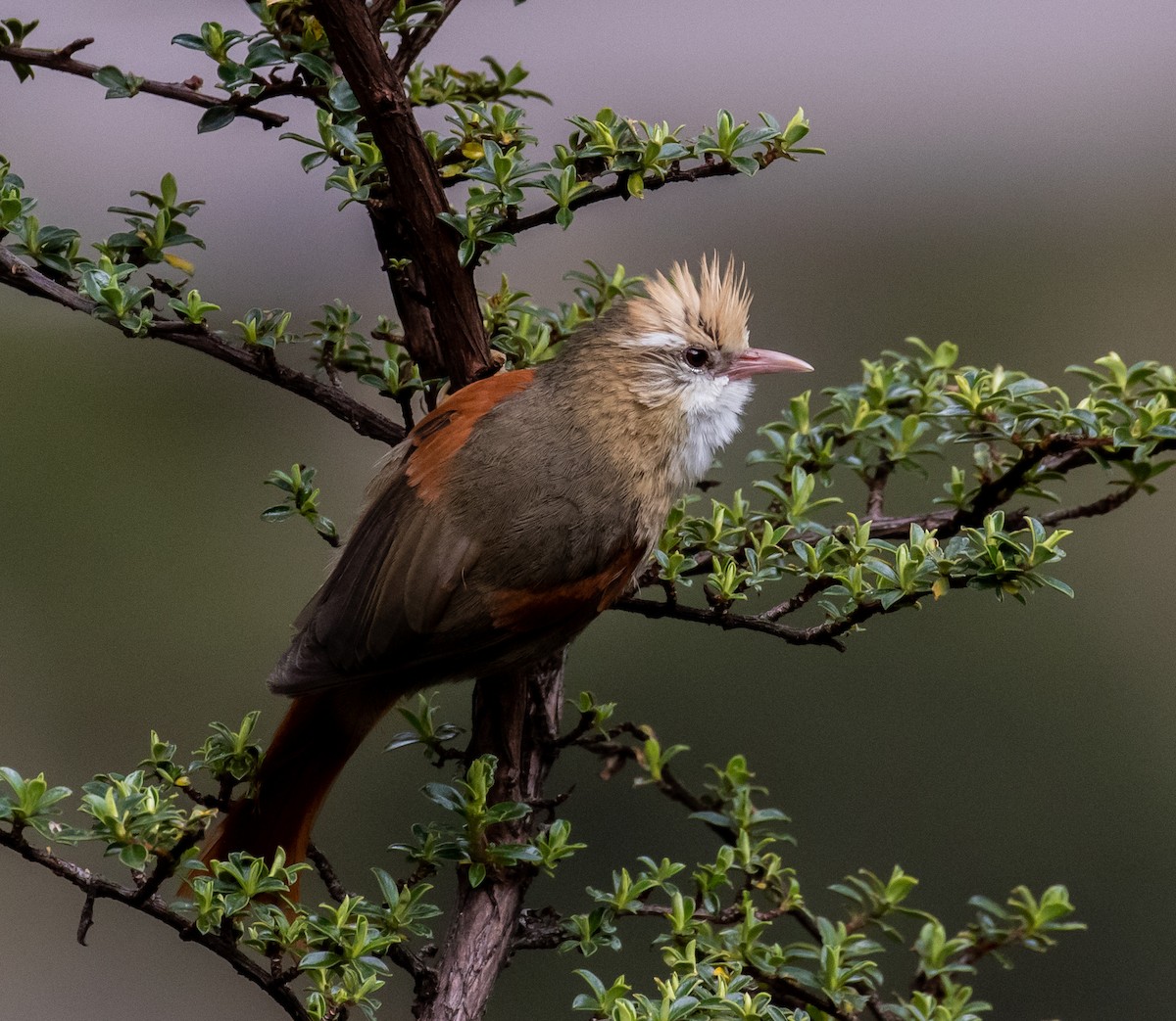 Creamy-crested Spinetail - ML321973291
