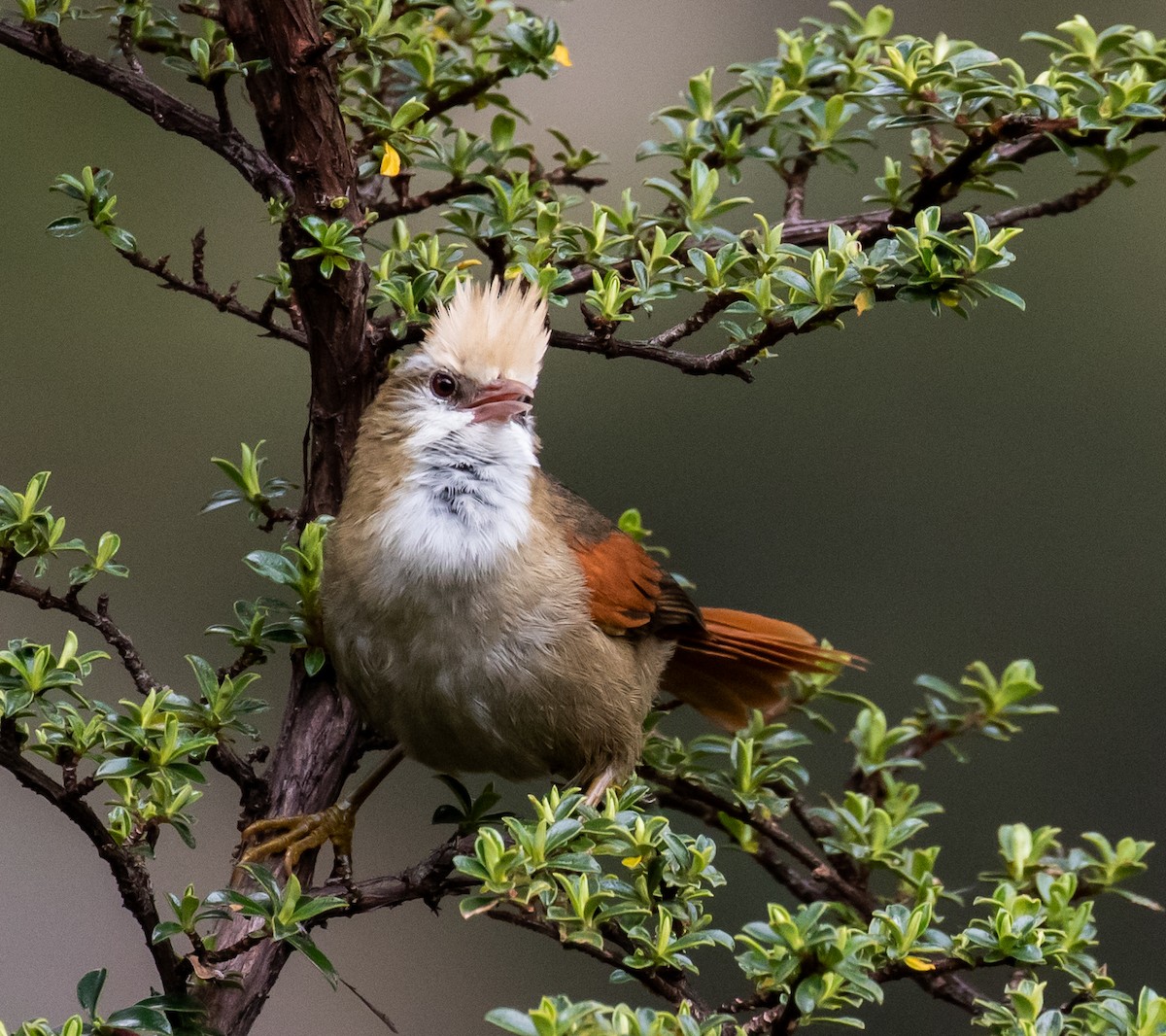 Creamy-crested Spinetail - Ron Hoff Dollyann Myers