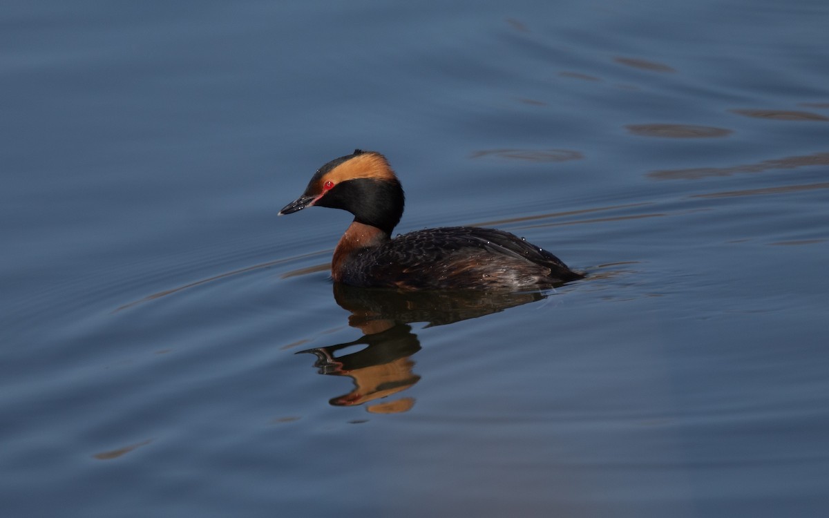 Horned Grebe - Kevin Smith