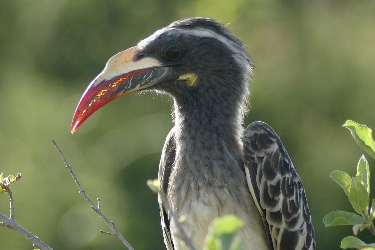 African Gray Hornbill - Peter Kaestner