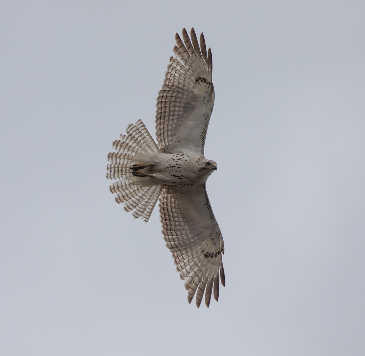 Red-tailed Hawk (Krider's) - Joel Strong