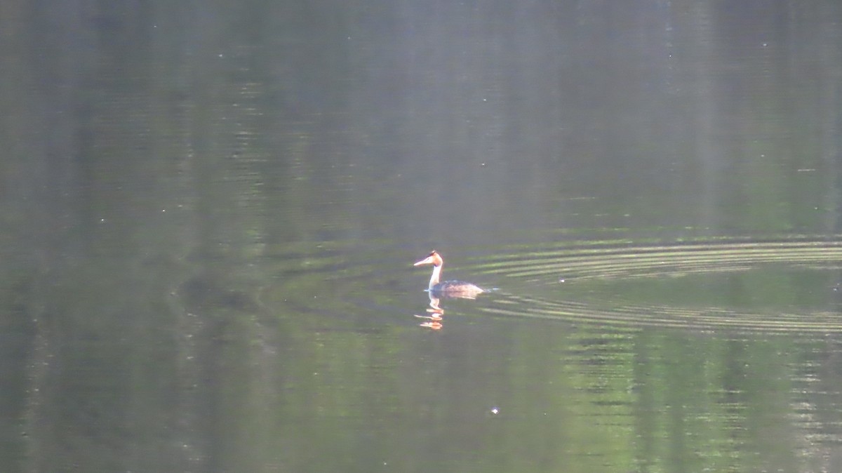 Great Crested Grebe - ML321976231