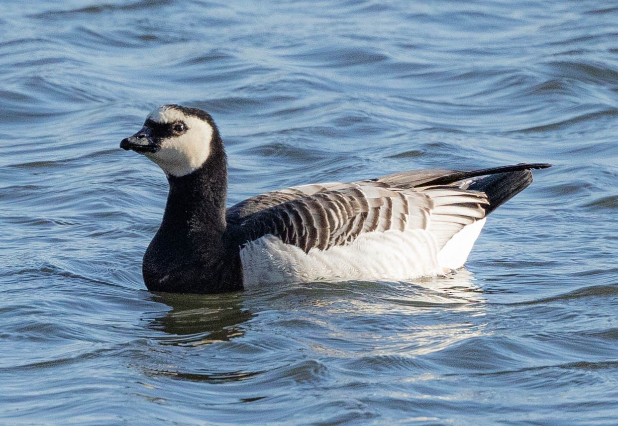 マガン属 ハクガン属 コクガン属 Ebird