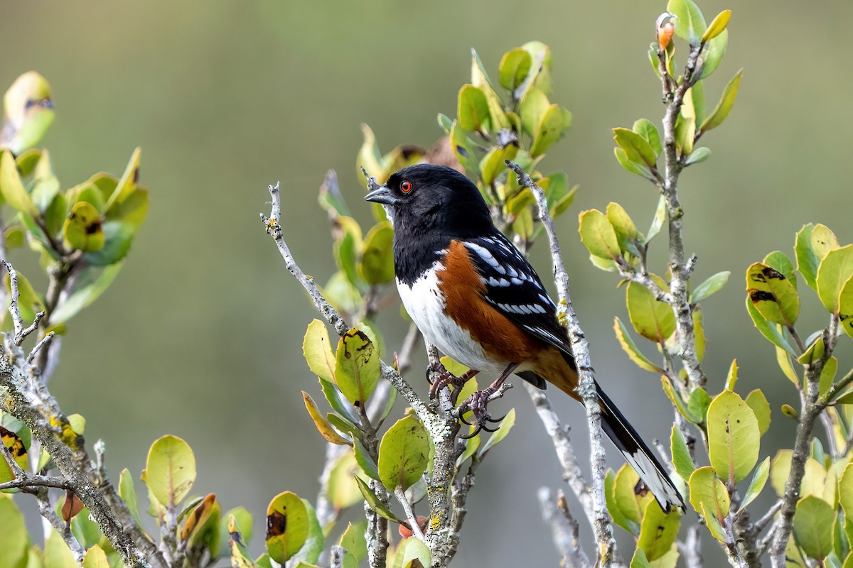Spotted Towhee - ML321981441