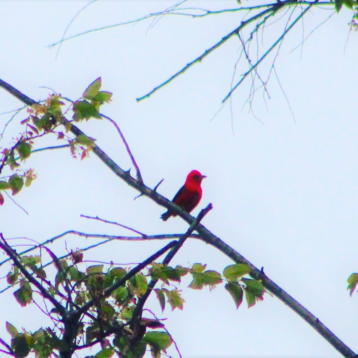 Scarlet Tanager - ML321982741