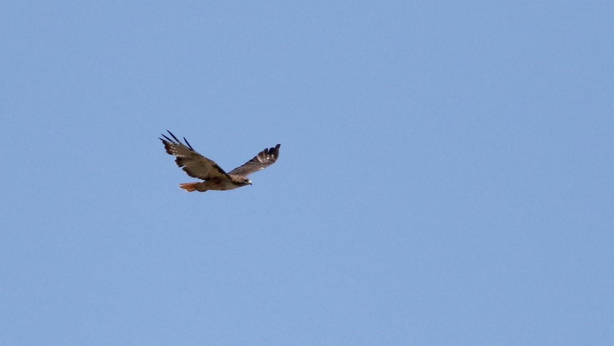 Red-tailed Hawk (fuertesi) - ML32198341