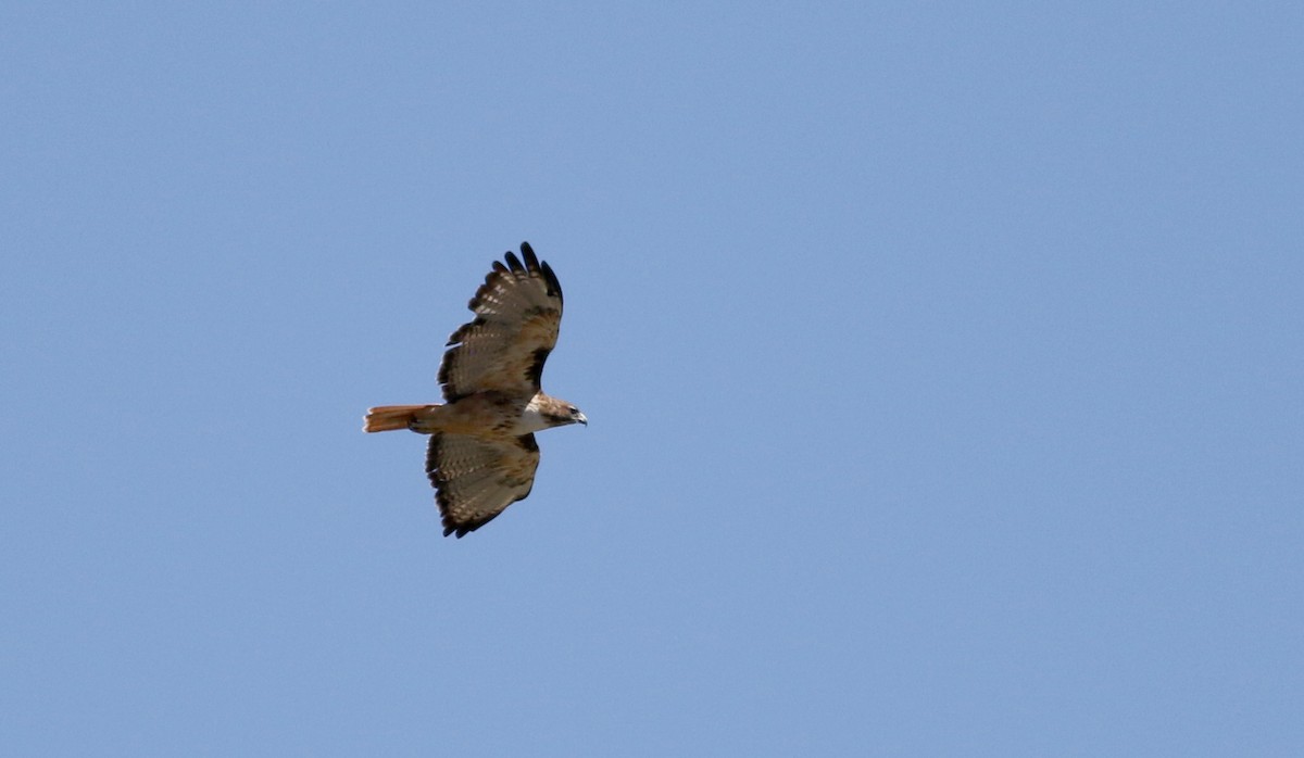 Red-tailed Hawk (fuertesi) - ML32198361