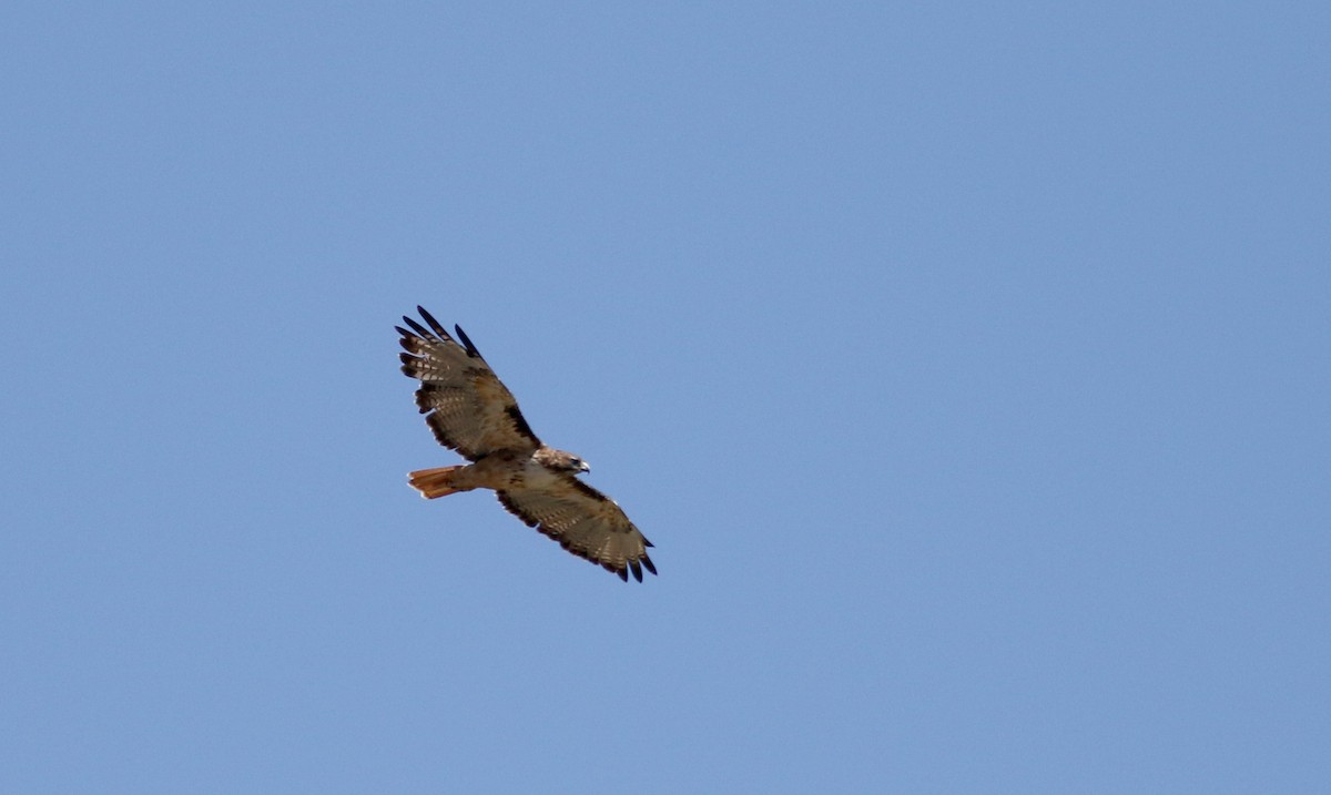 Red-tailed Hawk (fuertesi) - ML32198371