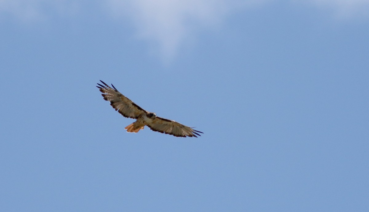 Red-tailed Hawk (fuertesi) - ML32198381