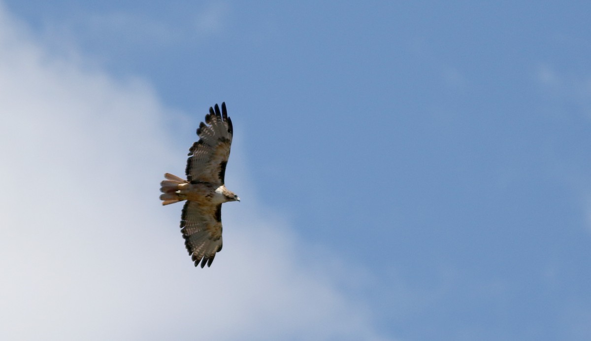 Red-tailed Hawk (fuertesi) - Jay McGowan