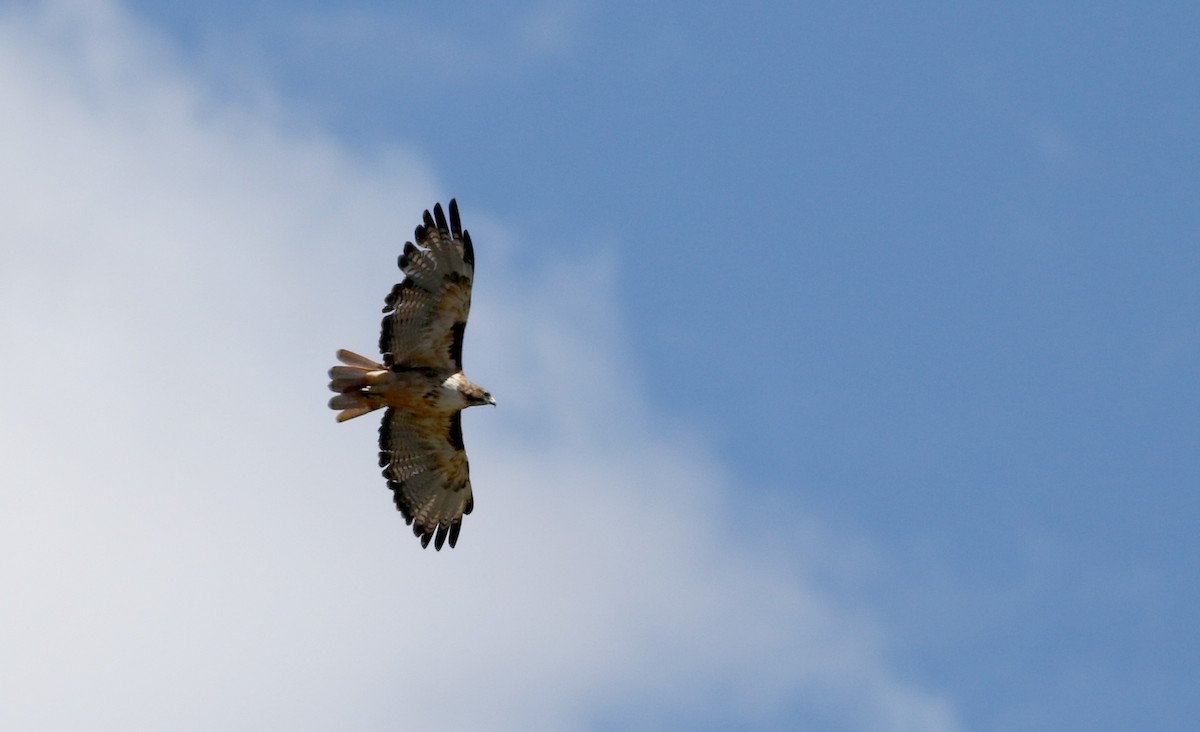 Red-tailed Hawk (fuertesi) - ML32198401