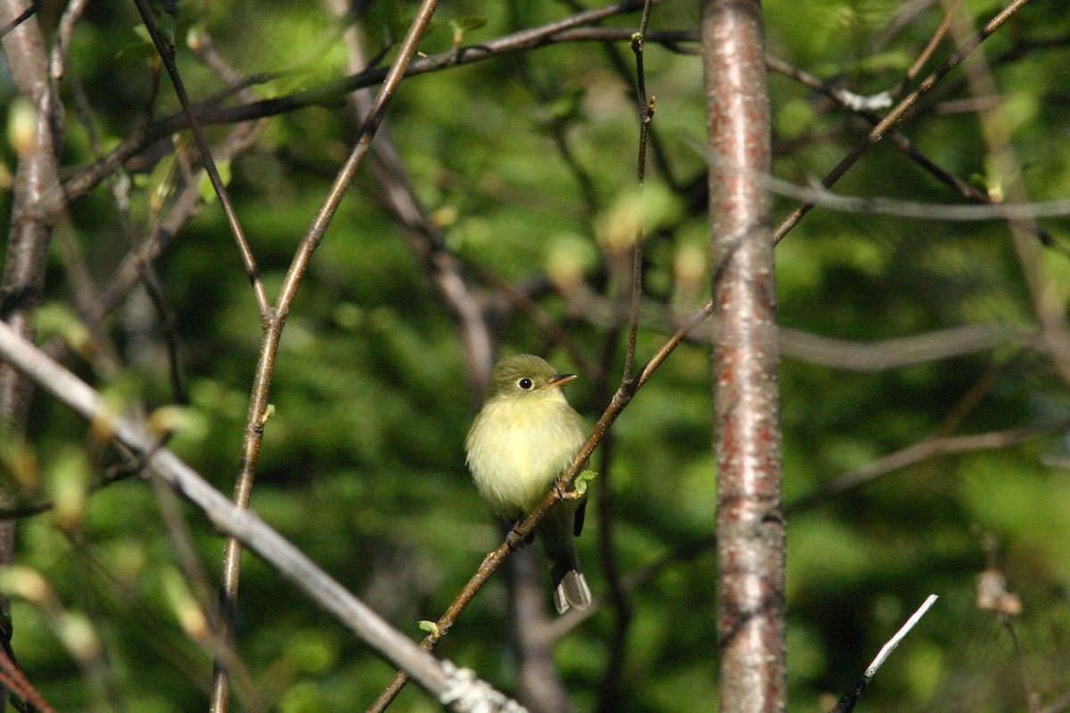 Yellow-bellied Flycatcher - Real Gauthier