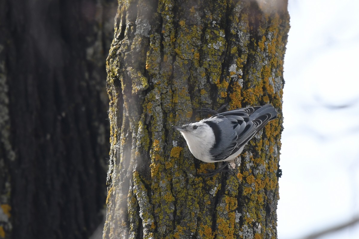 White-breasted Nuthatch - ML321989621