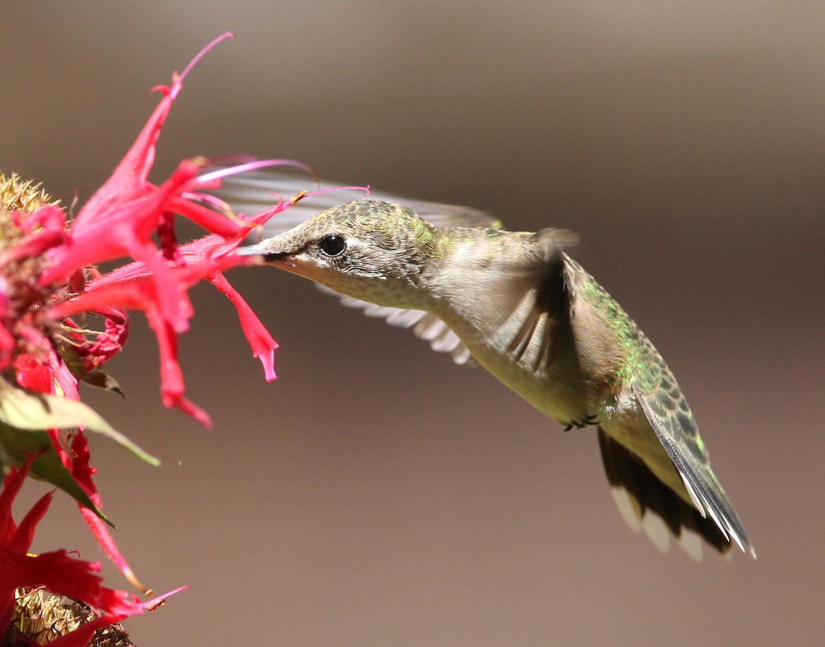 Ruby-throated Hummingbird - ML32199001