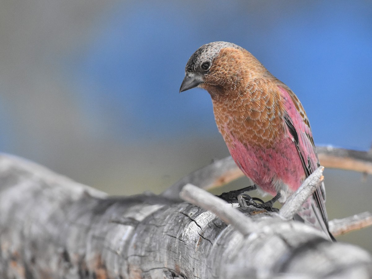 Brown-capped Rosy-Finch - ML321992371