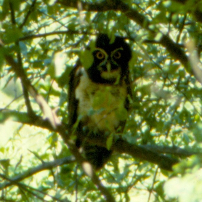 Spectacled Owl - Jamie Simmons