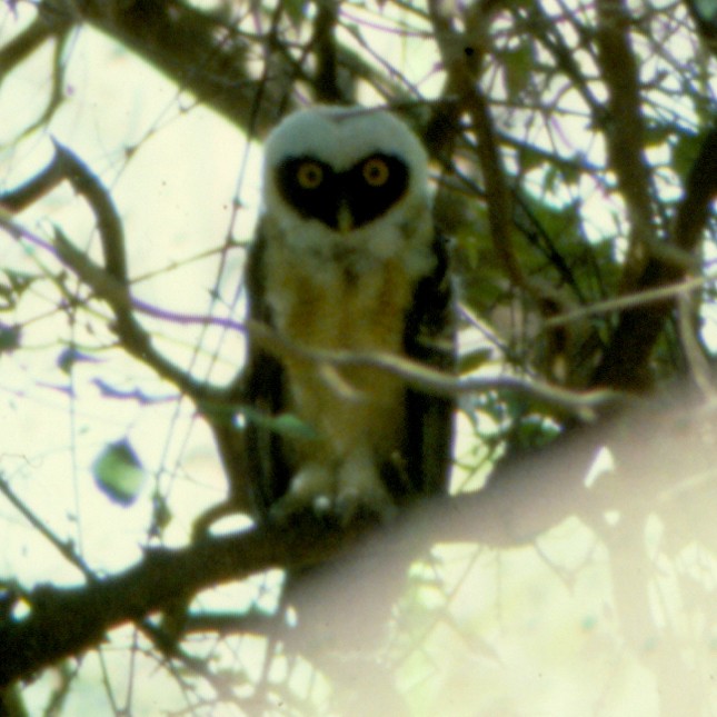 Spectacled Owl - ML32200141