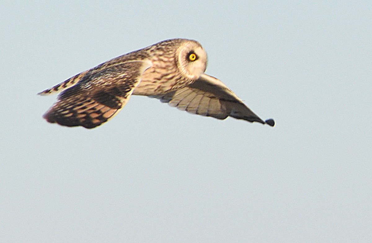Short-eared Owl - ML322005961