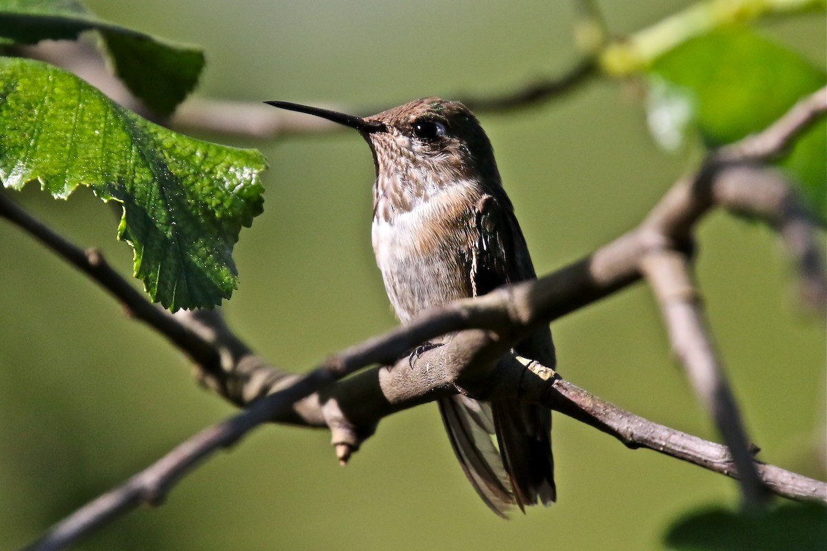 hummingbird sp. - ML322006761