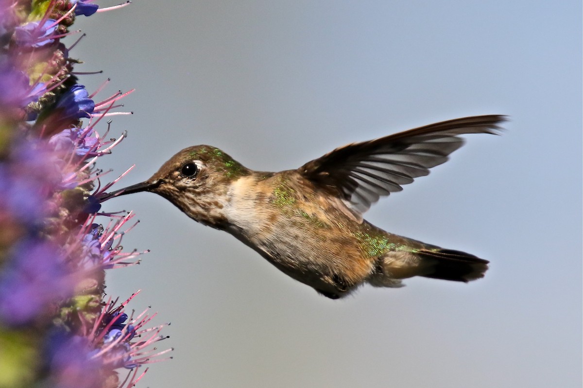 hummingbird sp. - ML322006781