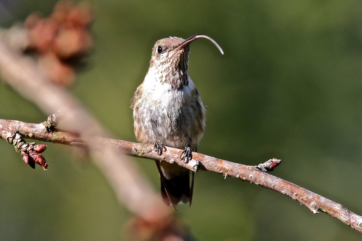 hummingbird sp. - ML322006841