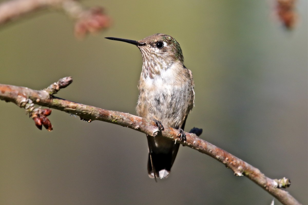 hummingbird sp. - John Peterson