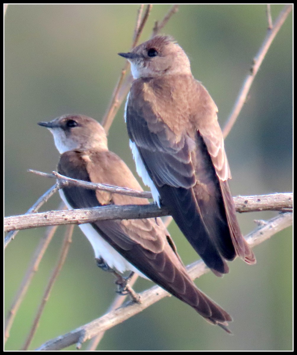 Northern Rough-winged Swallow - ML322008081