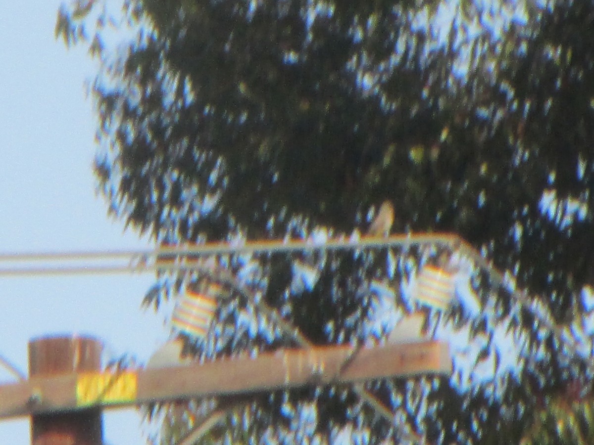 yellow-bellied kingbird sp. - ML322011641