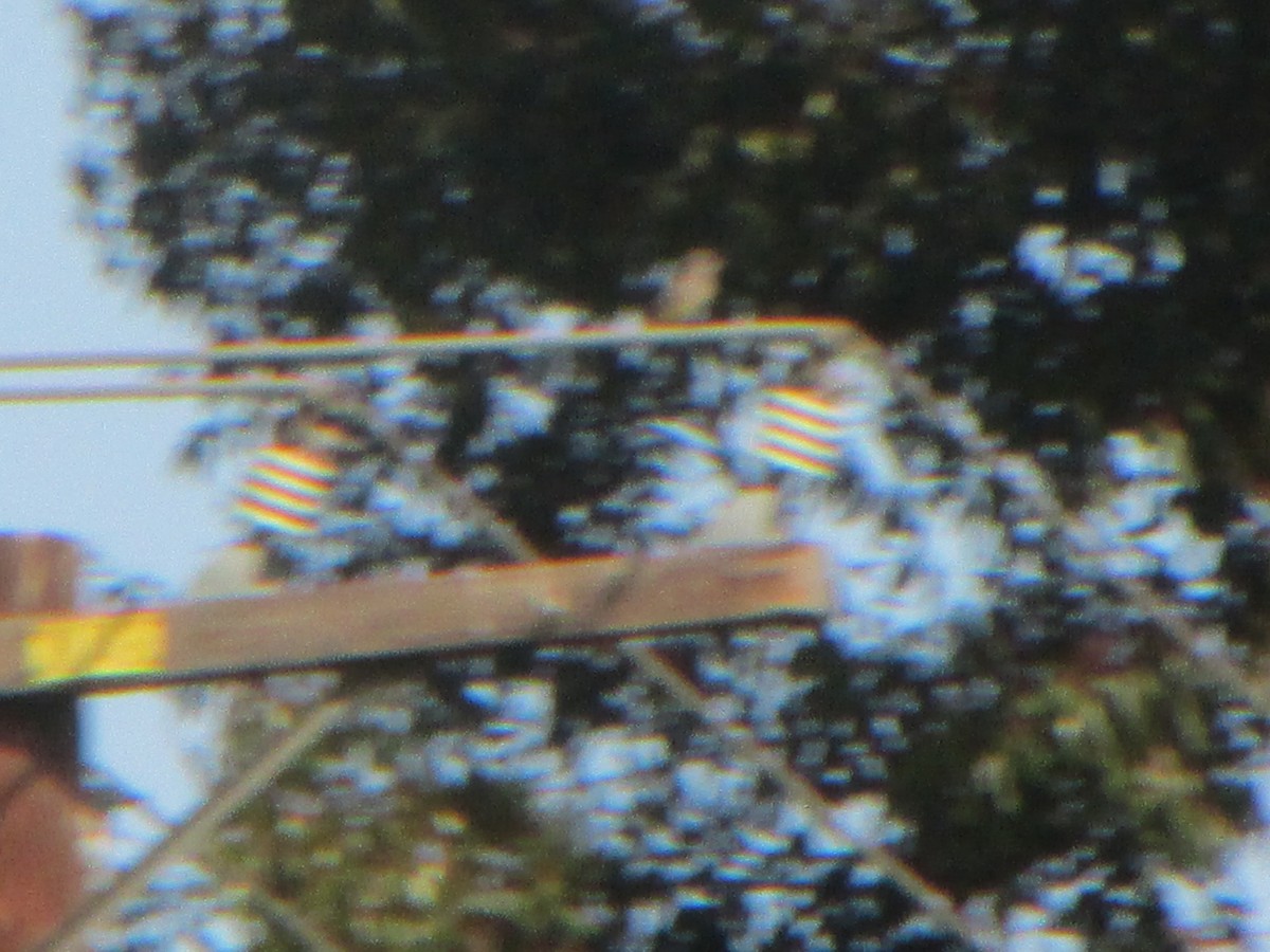 yellow-bellied kingbird sp. - ML322011661