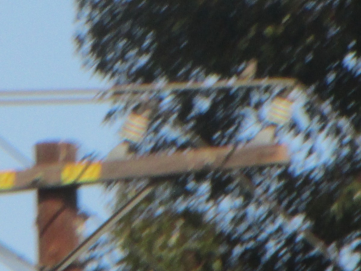 yellow-bellied kingbird sp. - ML322011671