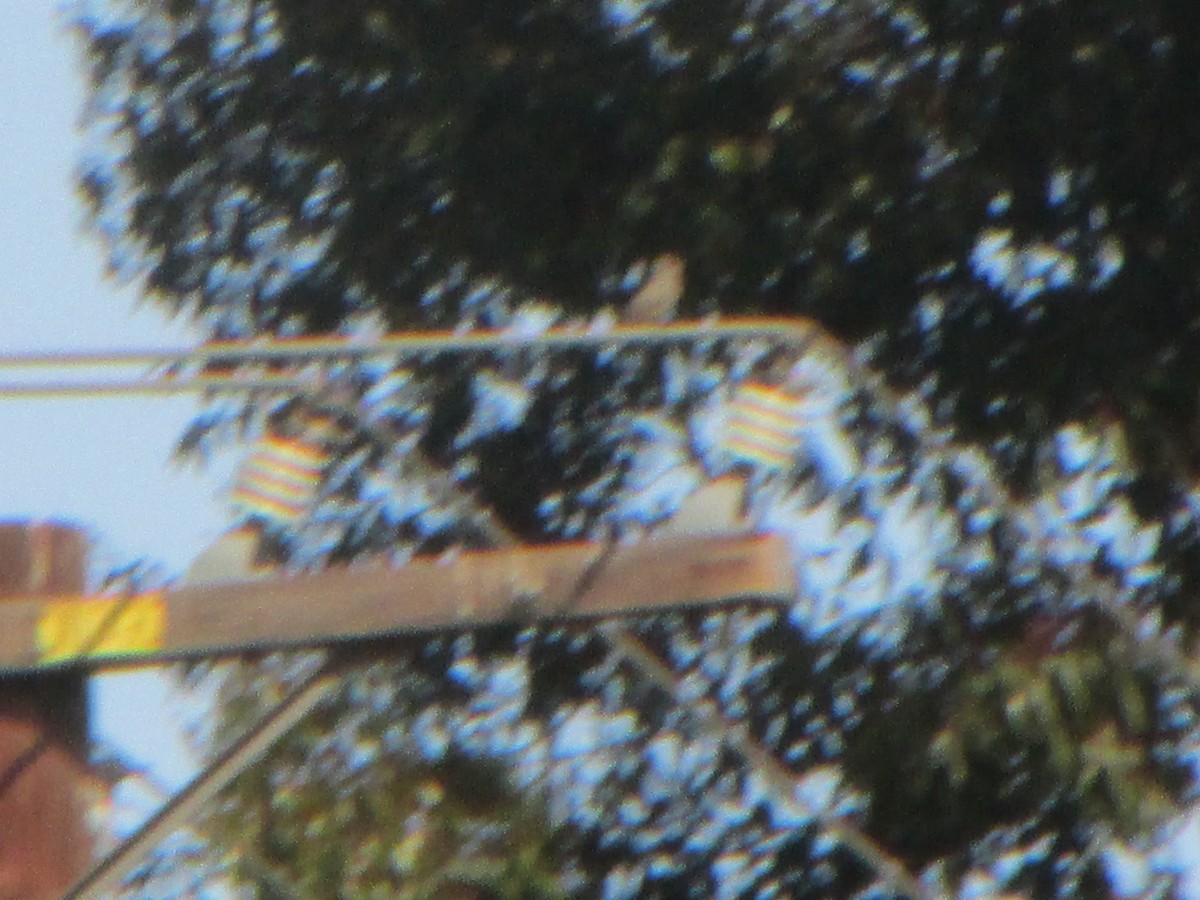 yellow-bellied kingbird sp. - ML322011711