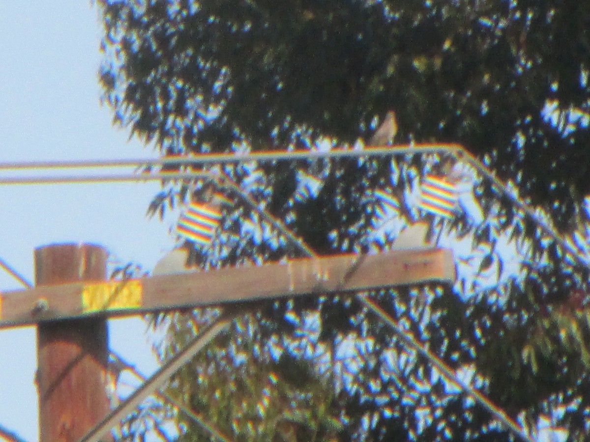 yellow-bellied kingbird sp. - ML322011741