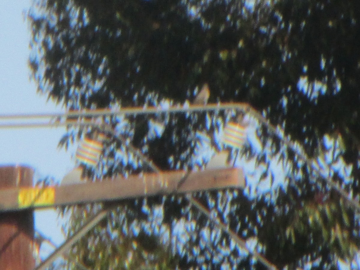 yellow-bellied kingbird sp. - ML322011761