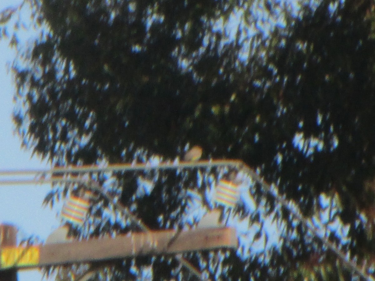yellow-bellied kingbird sp. - ML322011771