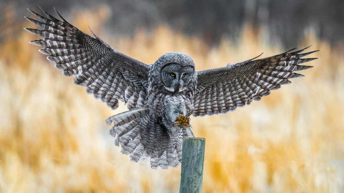 Great Gray Owl - ML322013921