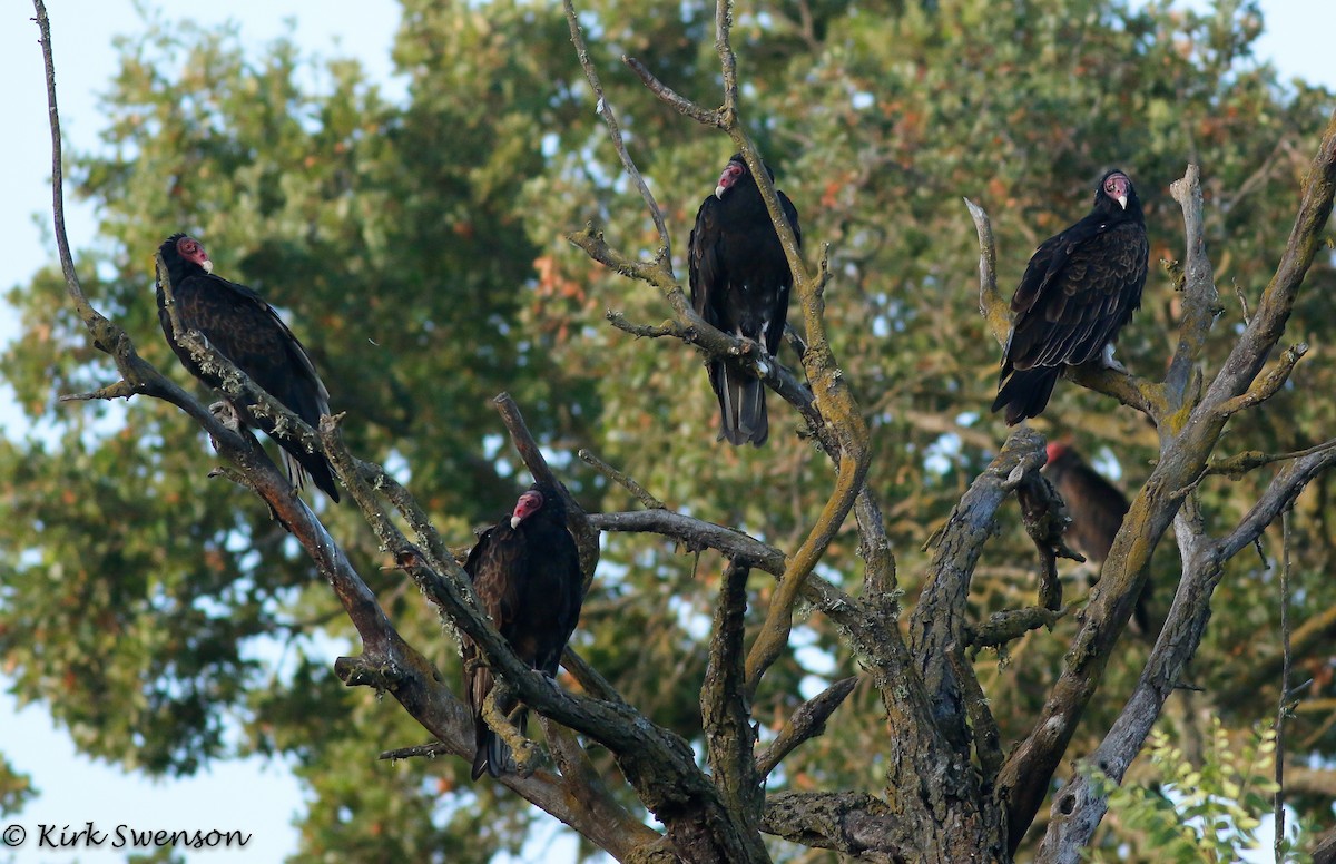 Turkey Vulture - Kirk Swenson