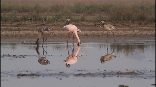 Lesser Flamingo - ML322020501