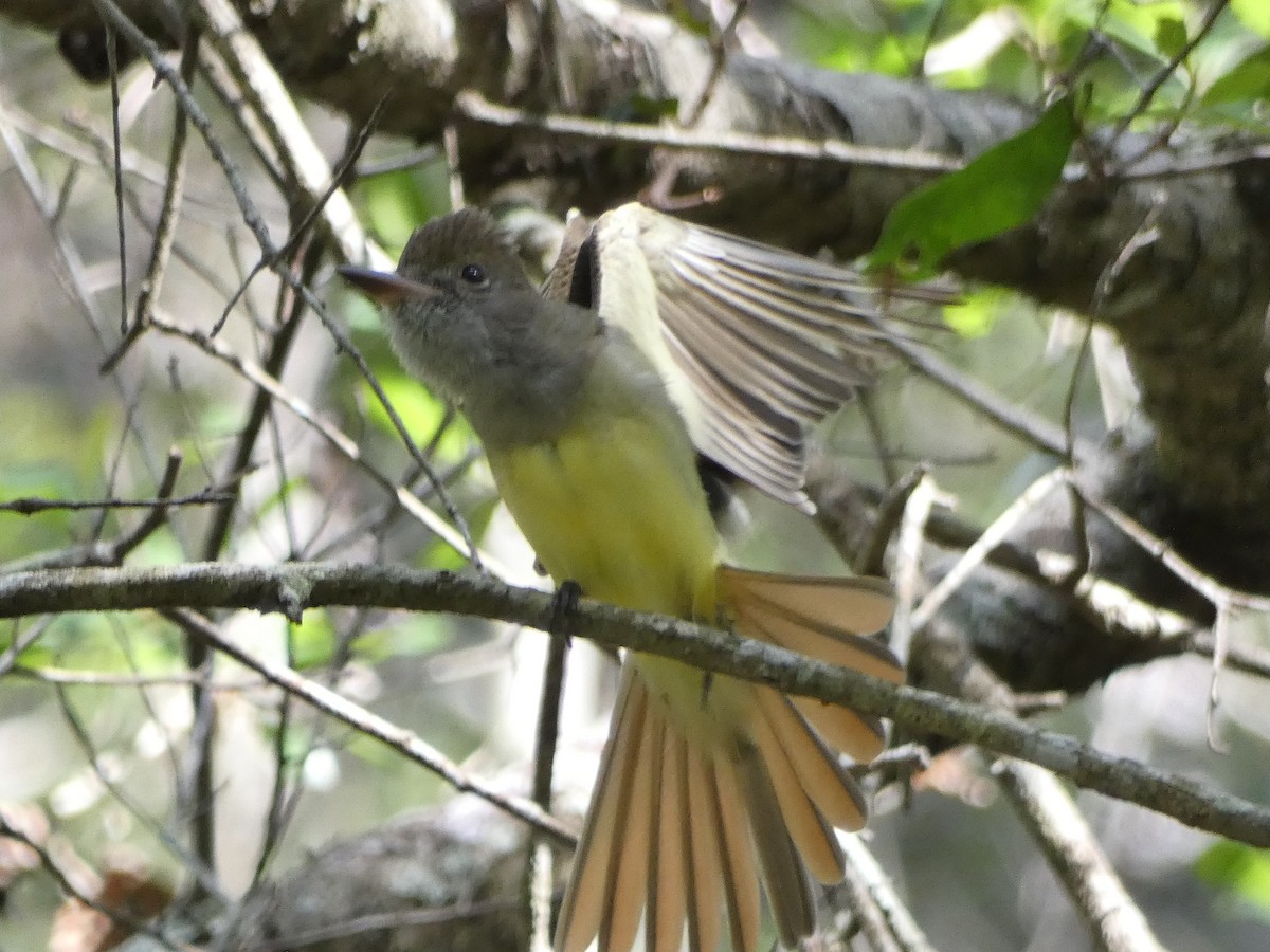 Great Crested Flycatcher - ML322023091