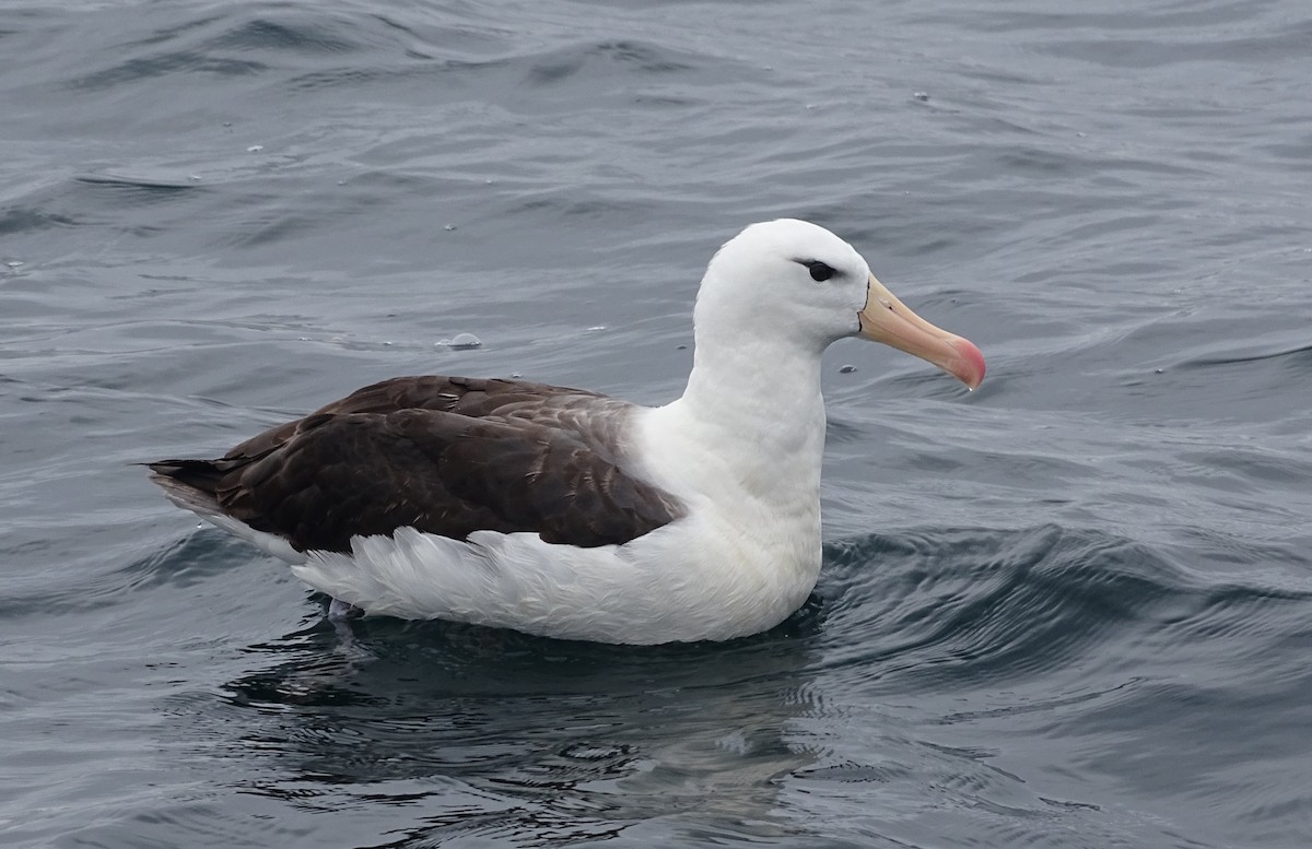 Black-browed Albatross - Charly Moreno Taucare