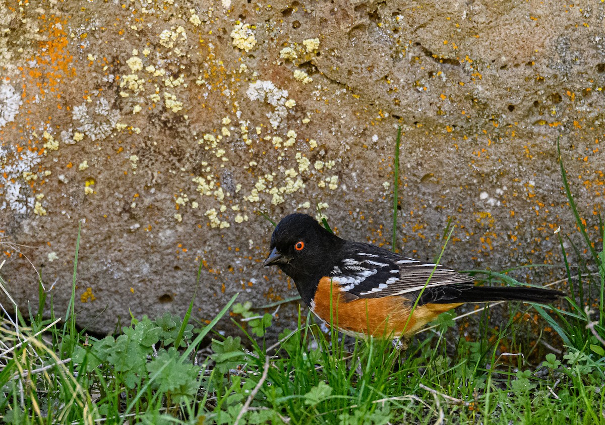 Spotted Towhee - ML322025151