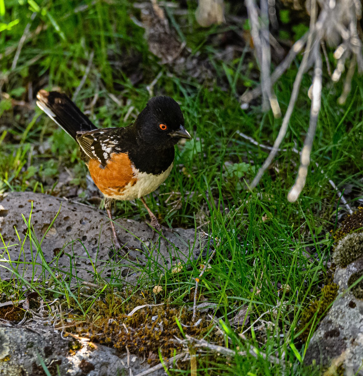 Spotted Towhee - ML322025171