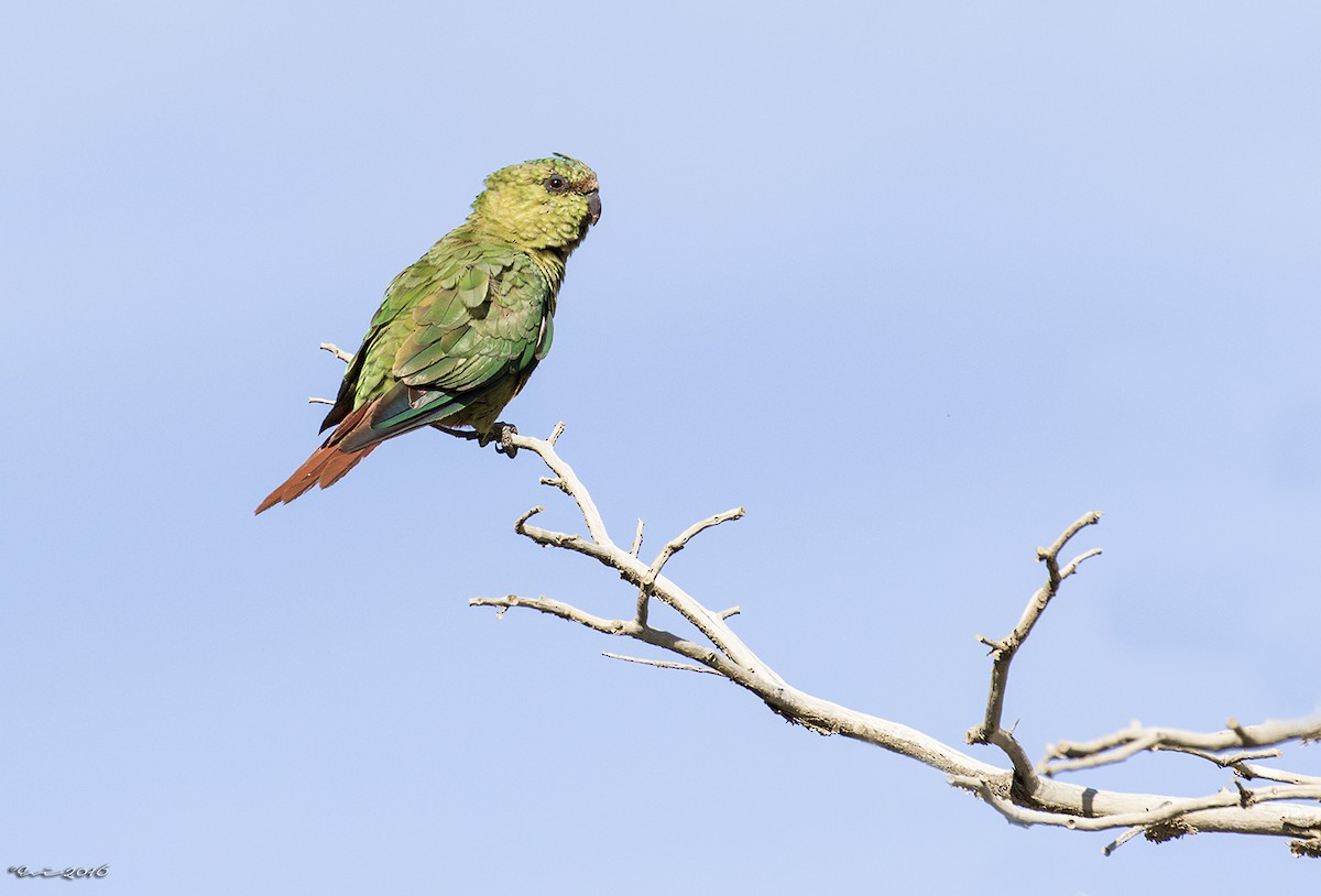 Austral Parakeet - Evangelina Indelicato