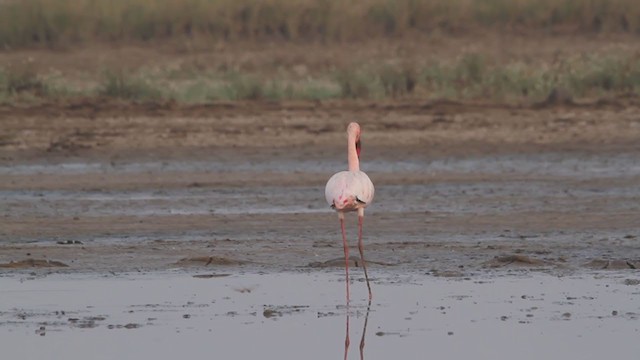Lesser Flamingo - ML322033981