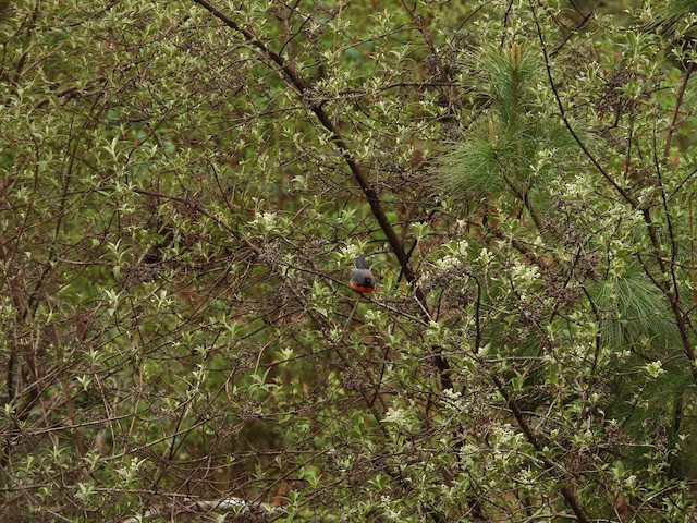 Bird in its habitat; Veracruz, Mexico. - Slate-throated Redstart - 