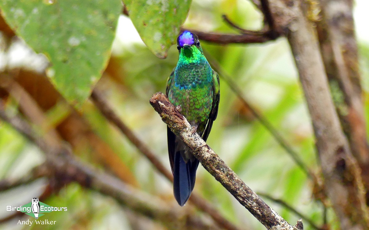 Violet-fronted Brilliant - Andy Walker - Birding Ecotours