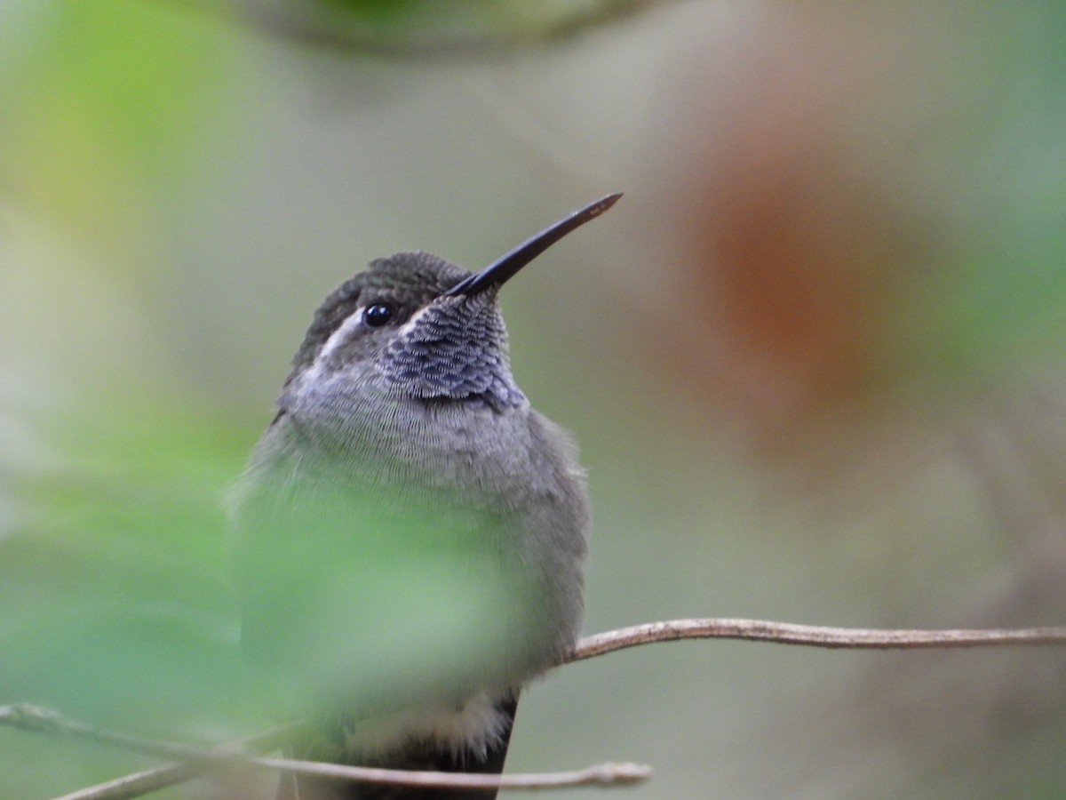 kolibřík blankytohrdlý - ML322036971