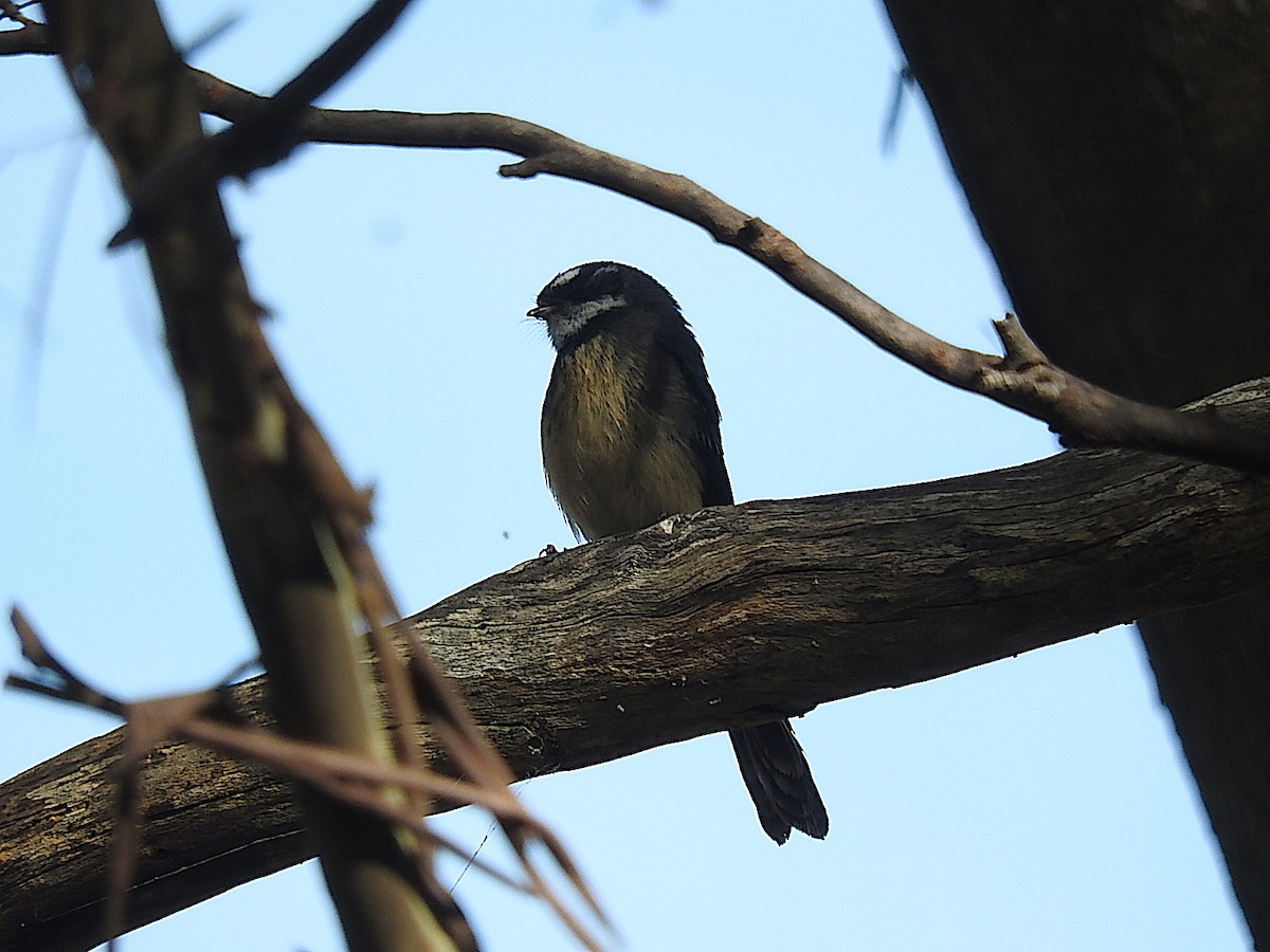 Gray Fantail - George Vaughan