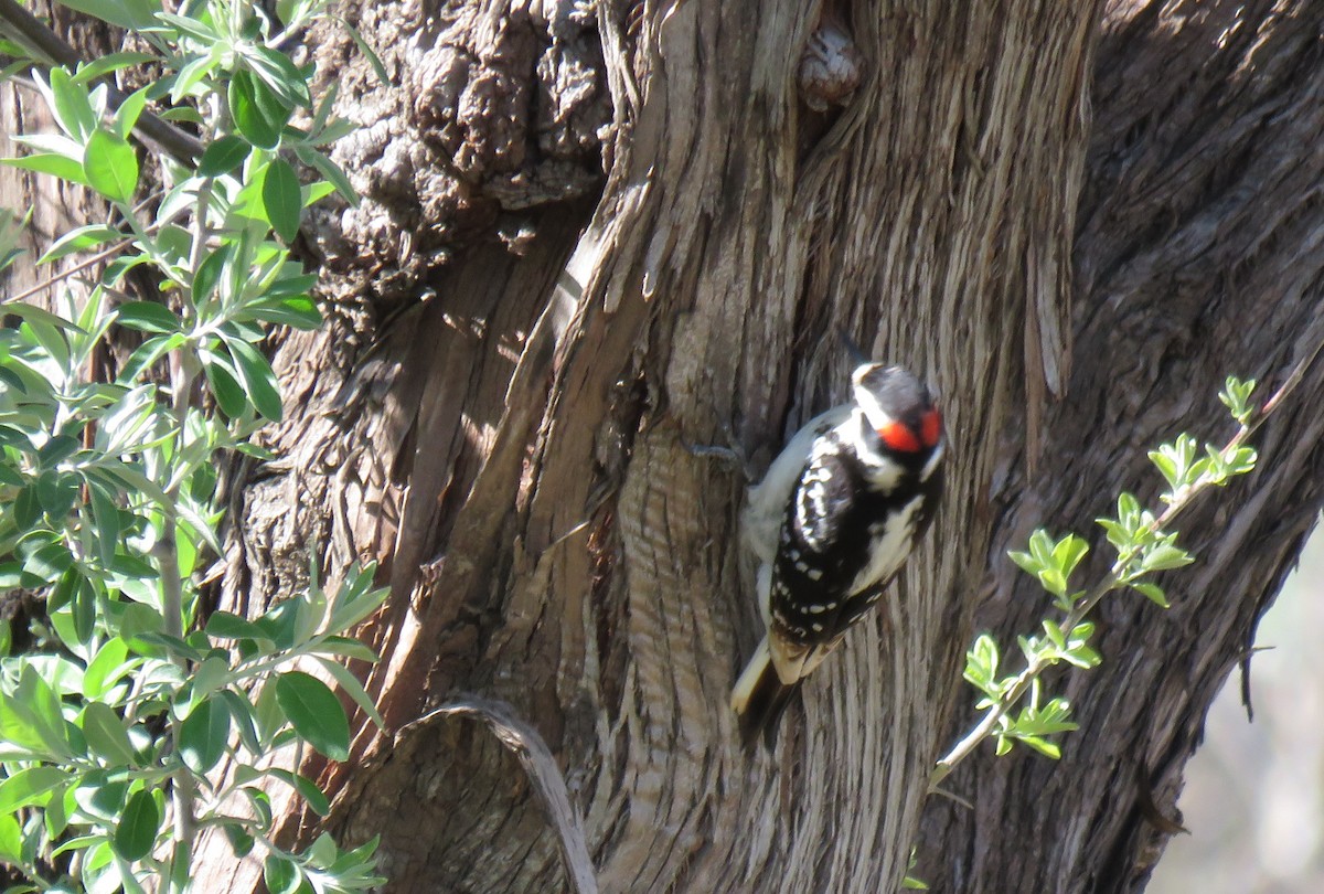 Hairy Woodpecker (Eastern) - ML322041301